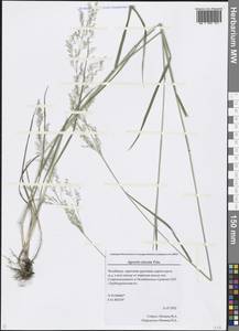 Agrostis clavata Trin., Eastern Europe, Eastern region (E10) (Russia)
