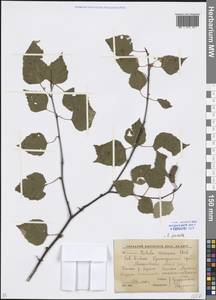Betula pendula Roth, Caucasus, Krasnodar Krai & Adygea (K1a) (Russia)