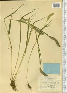 Setaria viridis (L.) P.Beauv., Siberia, Altai & Sayany Mountains (S2) (Russia)