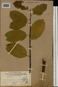 Salix caprea L., Eastern Europe, Volga-Kama region (E7) (Russia)