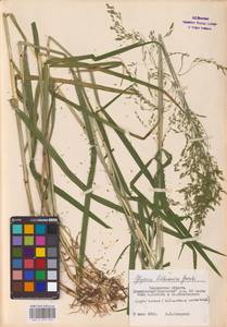 Glyceria lithuanica (Gorski) Gorski, Eastern Europe, Western region (E3) (Russia)