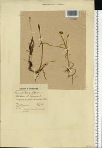 Coptidium pallasii (Schltdl.) A. & D. Löve, Eastern Europe, Northern region (E1) (Russia)