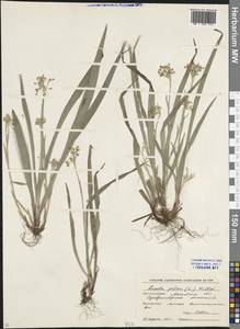 Luzula pilosa (L.) Willd., Eastern Europe, Moscow region (E4a) (Russia)