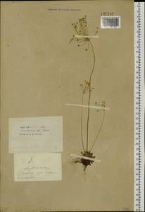 Androsace septentrionalis L., Siberia, Baikal & Transbaikal region (S4) (Russia)