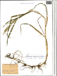 Catabrosa aquatica (L.) P.Beauv., Caucasus, Stavropol Krai, Karachay-Cherkessia & Kabardino-Balkaria (K1b) (Russia)
