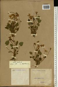 Viola hirta L., Eastern Europe, North Ukrainian region (E11) (Ukraine)