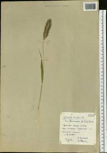 Setaria viridis (L.) P.Beauv., Siberia, Altai & Sayany Mountains (S2) (Russia)