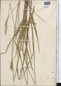 Alopecurus arundinaceus Poir., Middle Asia, Kopet Dag, Badkhyz, Small & Great Balkhan (M1) (Turkmenistan)