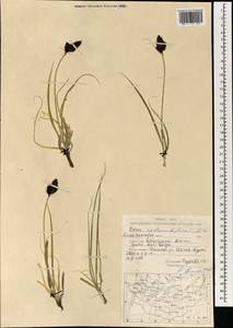 Carex melananthiformis Litv., Mongolia (MONG) (Mongolia)