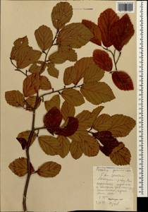 Parrotia persica (DC.) C. A. Mey., Caucasus, Azerbaijan (K6) (Azerbaijan)