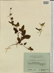 Convolvulus arvensis L., Siberia, Russian Far East (S6) (Russia)