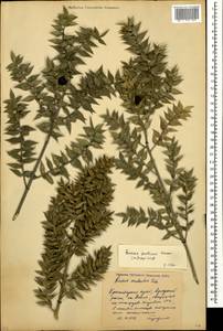 Ruscus aculeatus L., Caucasus, Black Sea Shore (from Novorossiysk to Adler) (K3) (Russia)