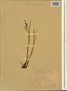 Carex transcaucasica T.V.Egorova, Caucasus, Krasnodar Krai & Adygea (K1a) (Russia)