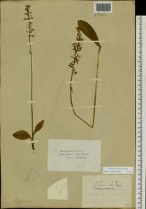 Platanthera bifolia (L.) Rich., Siberia, Baikal & Transbaikal region (S4) (Russia)