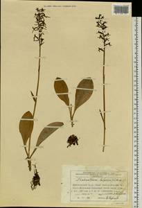 Platanthera bifolia (L.) Rich., Siberia, Central Siberia (S3) (Russia)