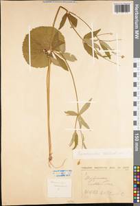 Ranunculus cassubicus L., Eastern Europe, Moscow region (E4a) (Russia)