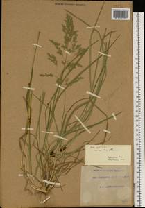 Poa pratensis L., Eastern Europe, South Ukrainian region (E12) (Ukraine)