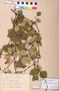 Betula pendula Roth, Siberia, Baikal & Transbaikal region (S4) (Russia)