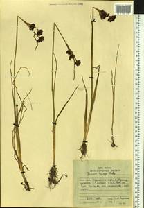 Juncus castaneus subsp. triceps (Rostk.) Novikov, Siberia, Russian Far East (S6) (Russia)