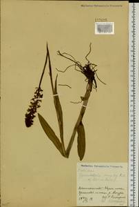 Gymnadenia conopsea (L.) R.Br., Siberia, Russian Far East (S6) (Russia)