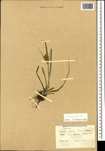 Cyperus esculentus L., Caucasus, Azerbaijan (K6) (Azerbaijan)