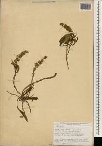 Ophiopogon, South Asia, South Asia (Asia outside ex-Soviet states and Mongolia) (ASIA) (China)