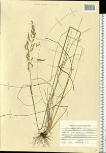 Poa angustifolia L., Eastern Europe, South Ukrainian region (E12) (Ukraine)