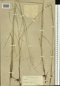 Glyceria lithuanica (Gorski) Gorski, Siberia, Yakutia (S5) (Russia)