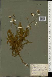 Lactuca tatarica (L.) C. A. Mey., Eastern Europe, South Ukrainian region (E12) (Ukraine)