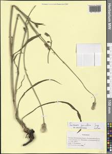 Scorzonera parviflora Jacq., Eastern Europe, Middle Volga region (E8) (Russia)