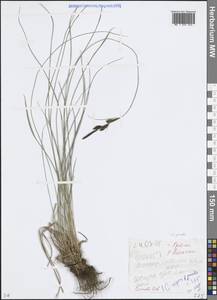 Carex nigra subsp. juncea (Fr.) Soó, Eastern Europe, Belarus (E3a) (Belarus)