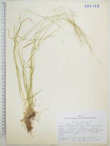 Agrostis clavata Trin., Siberia, Russian Far East (S6) (Russia)