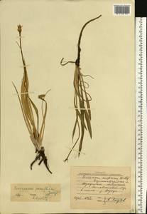 Scorzonera parviflora Jacq., Eastern Europe, North Ukrainian region (E11) (Ukraine)