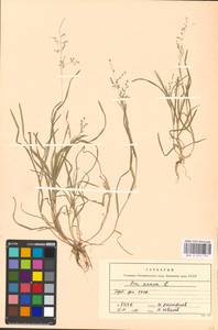 Poa annua L., Eastern Europe, South Ukrainian region (E12) (Ukraine)