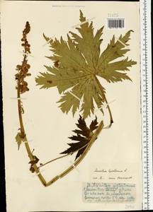 Aconitum septentrionale Koelle, Eastern Europe, Northern region (E1) (Russia)