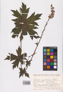 Aconitum septentrionale Koelle, Eastern Europe, Eastern region (E10) (Russia)
