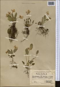 Viola hirta L., Middle Asia, Northern & Central Tian Shan (M4) (Kazakhstan)