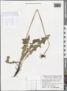 Taraxacum officinale Weber ex F. H. Wigg., Siberia, Baikal & Transbaikal region (S4) (Russia)