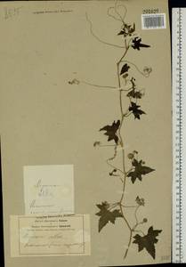 Bryonia alba L., Eastern Europe, Central forest-and-steppe region (E6) (Russia)