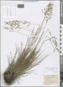 Poa pratensis L., Eastern Europe, Northern region (E1) (Russia)