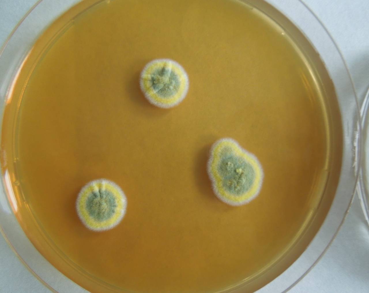 Penicillium chrysogenum. Penicillium Islandicum. Talaromyces islandicus. P. chrysogenum. Penicillium islandium характеристика.