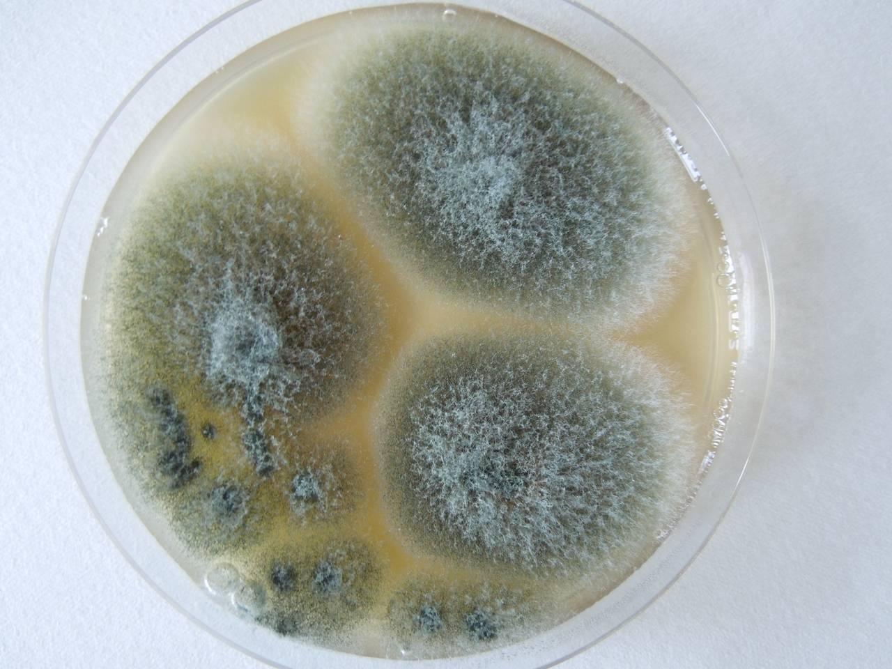 Плесень аллерген. Аспергилл плесень. Грибы Aspergillus flavus. Aspergillus fumigatus - гриб. Плесневые грибы аспергиллус.