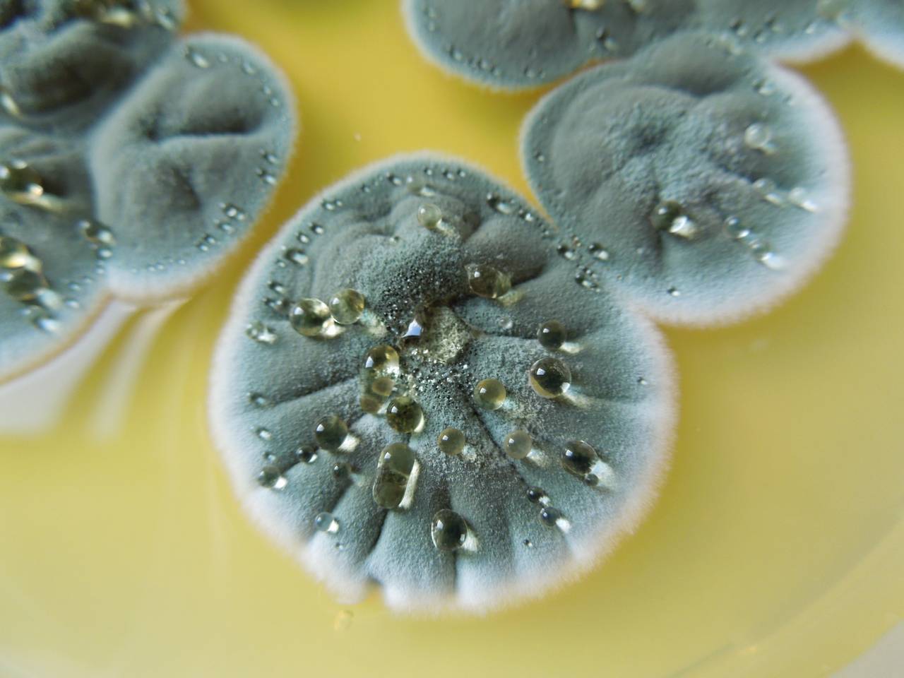 MSU_FS-02618 01, Район Кон Плонг (Kon Plông district), Kon Tum province (Vietnam)