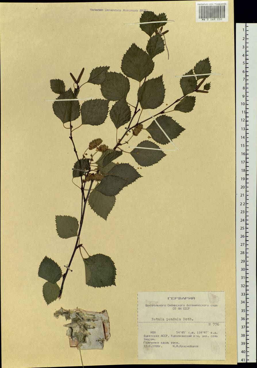 Betula pendula Roth, Siberia, Baikal & Transbaikal region (S4) (Russia)