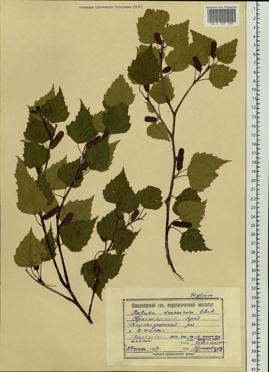 Береза бородавчатая гербарий