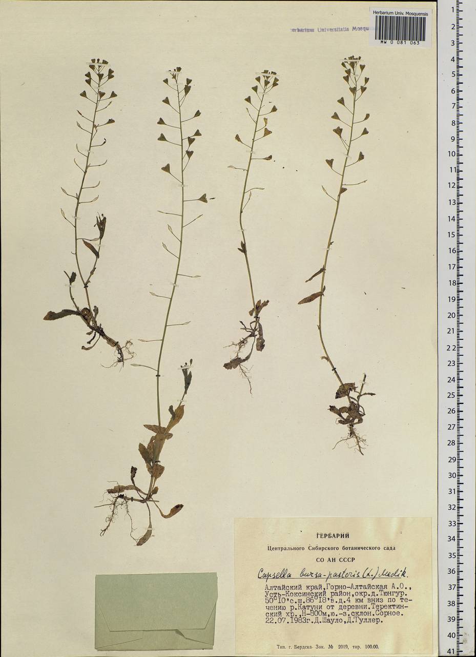 Пастушья сумка под микроскопом MW0081063, Capsella bursa-pastoris (Пастушья сумка обыкновенная), specimen