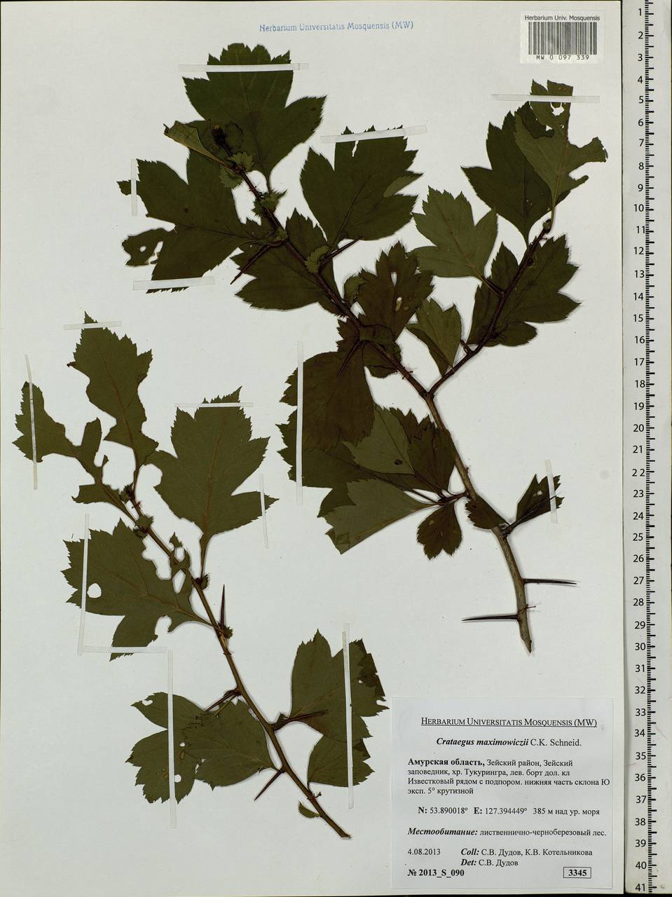 Crataegus maximowiczii c.r. Schneid. - Боярышник Максимовича