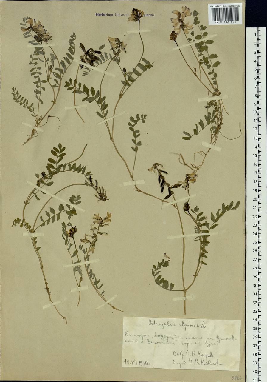 Astragalus alpinus, Siberia, Chukotka & Kamchatka (S7) (Russia)