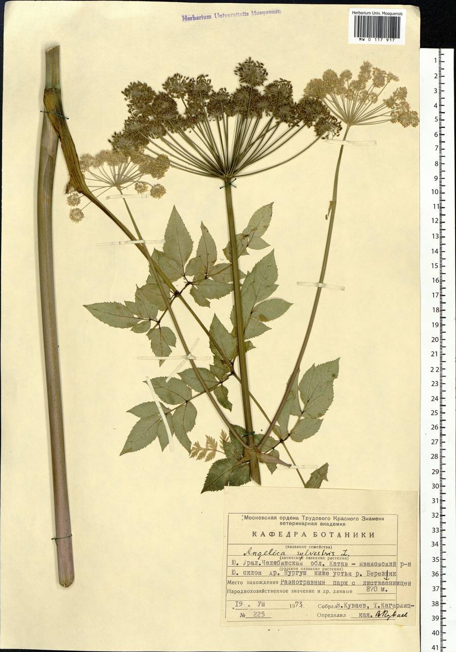 Angelica Sylvestris l. рисунок