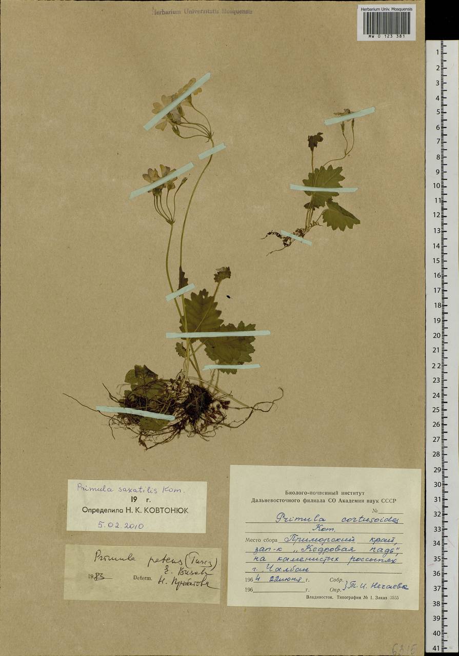 Primula saxatilis Kom., Siberia, Russian Far East (S6) (Russia)